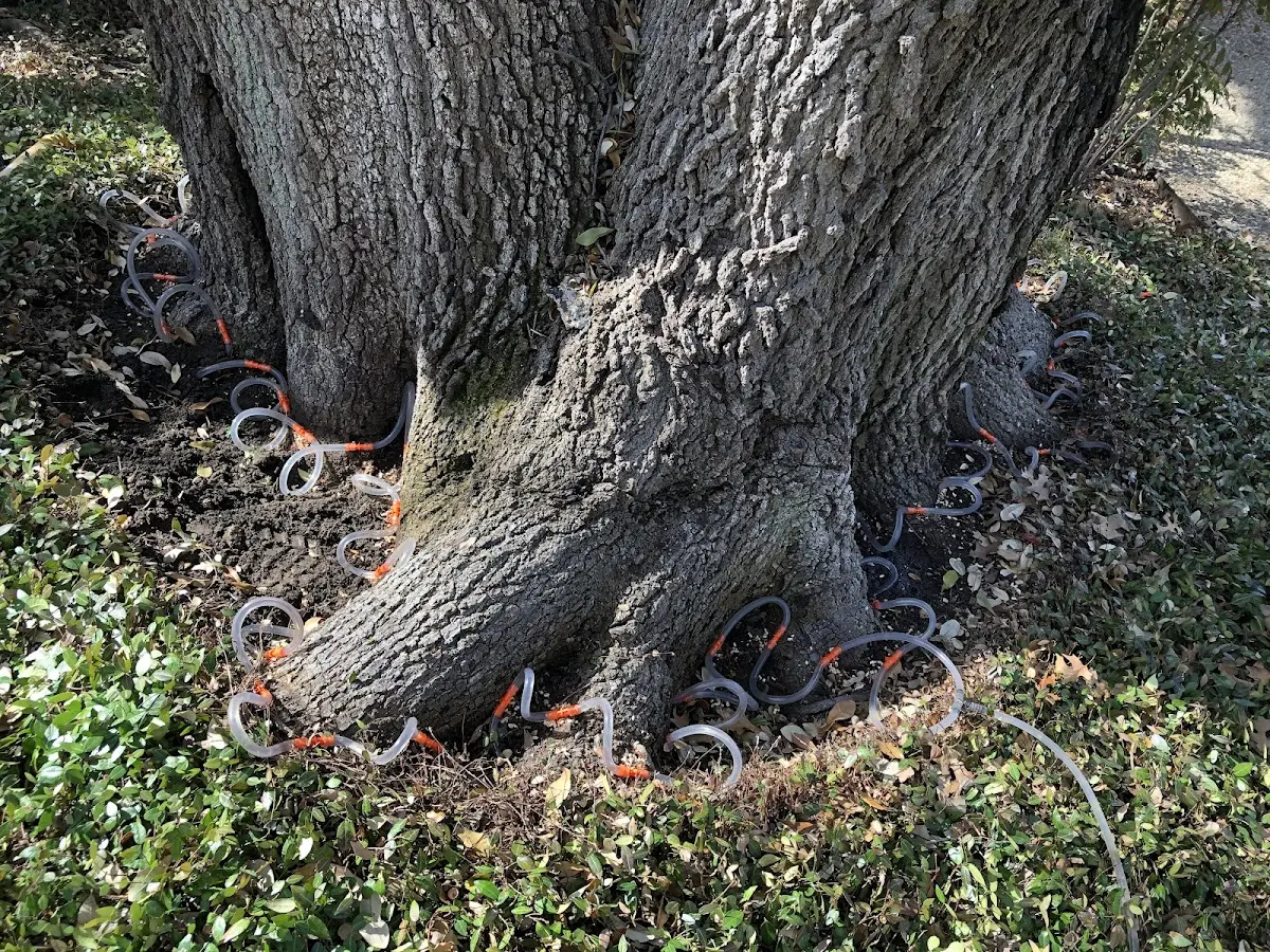 Detailed Tree Cabling and Bracing job site in Locustdale