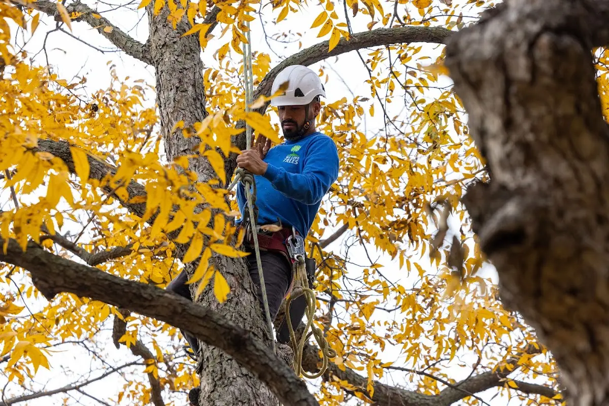 Skilled Storm Damage Cleanup crew working in Locustdale