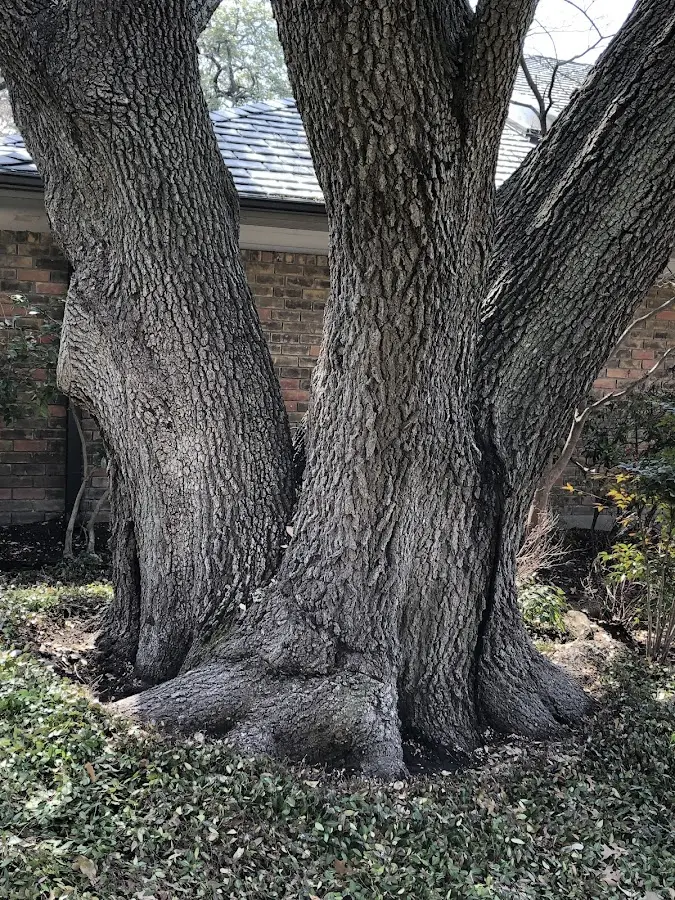 Mature heritage tree close to a Locustdale property cared for by certified arborists
